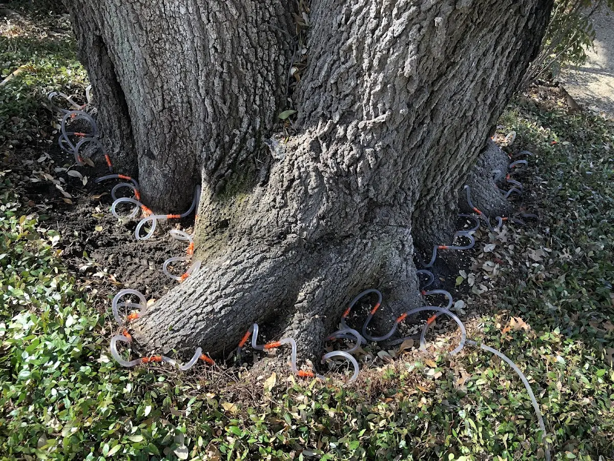 Detailed Tree Cabling and Bracing job site in Chester Springs