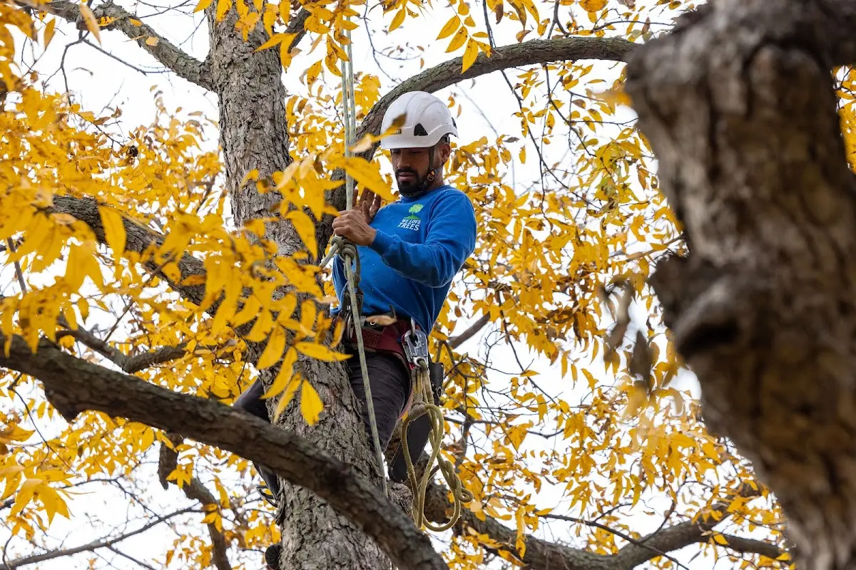 Skilled Tree Pruning crew working in Chester Springs